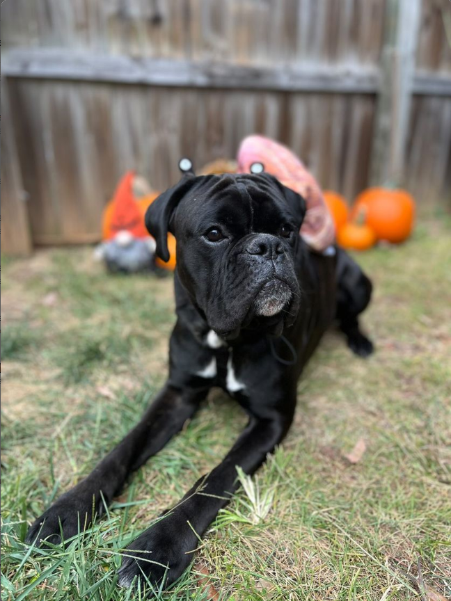 Midlee Snail Headband & Shell Dog Costume