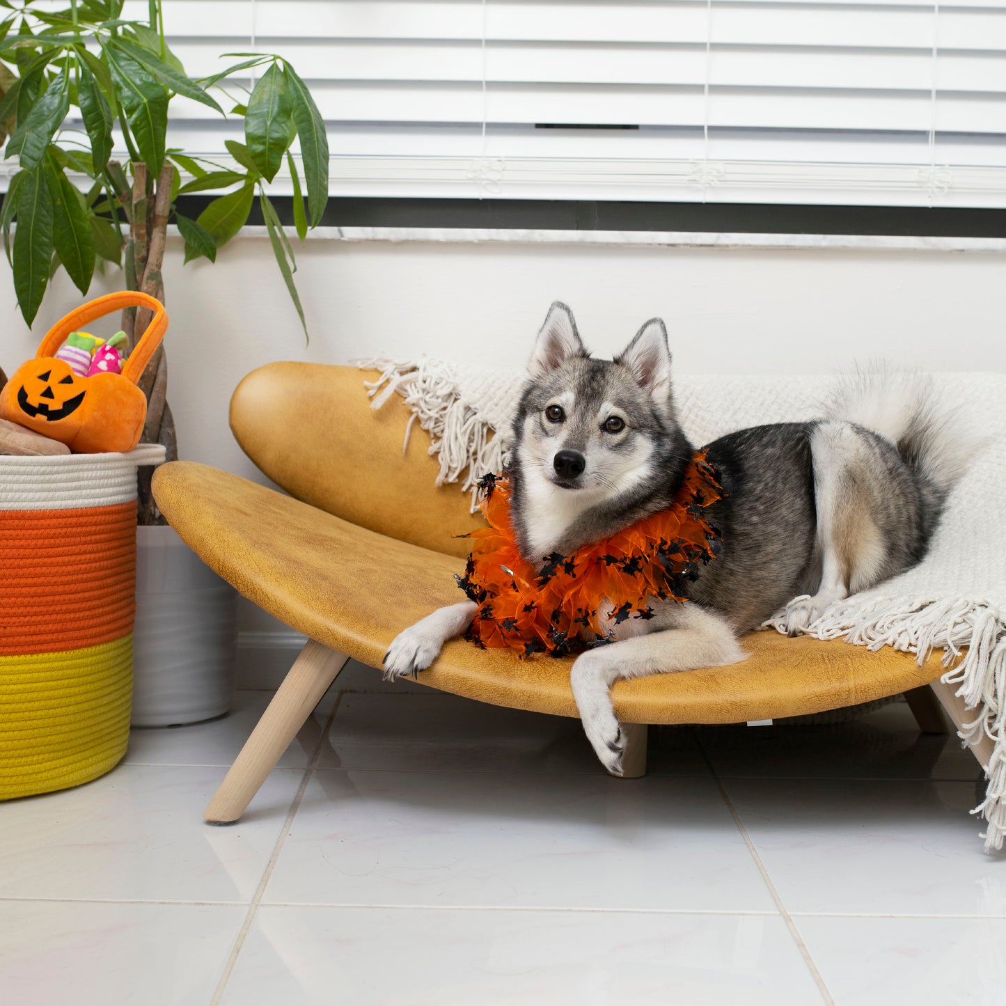 Midlee Witch Halloween Decorative Dog Collar