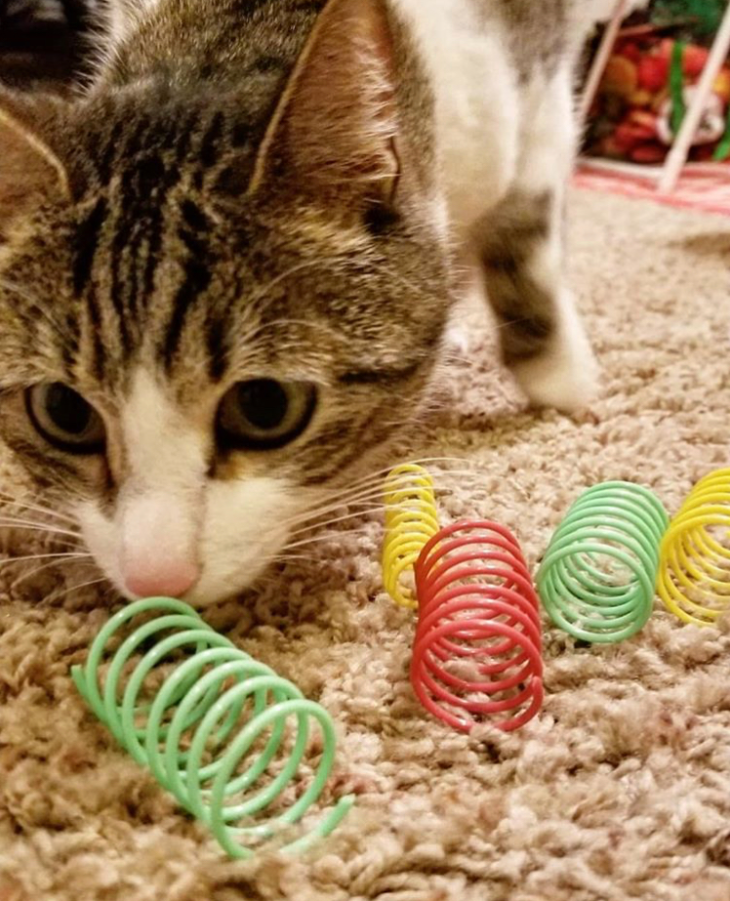 Spot Thin & Colorful Springs Cat Toy - 10 Pack