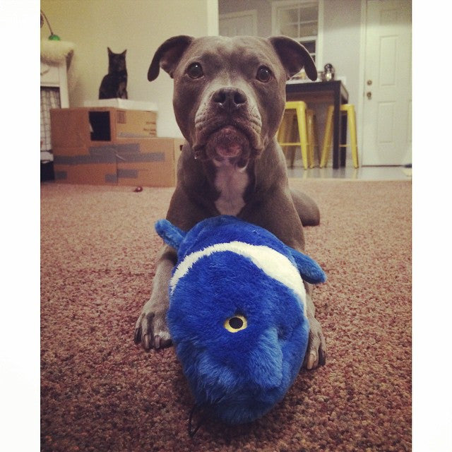 Fluff and Tuff Gil Koi Fish Dog Toy