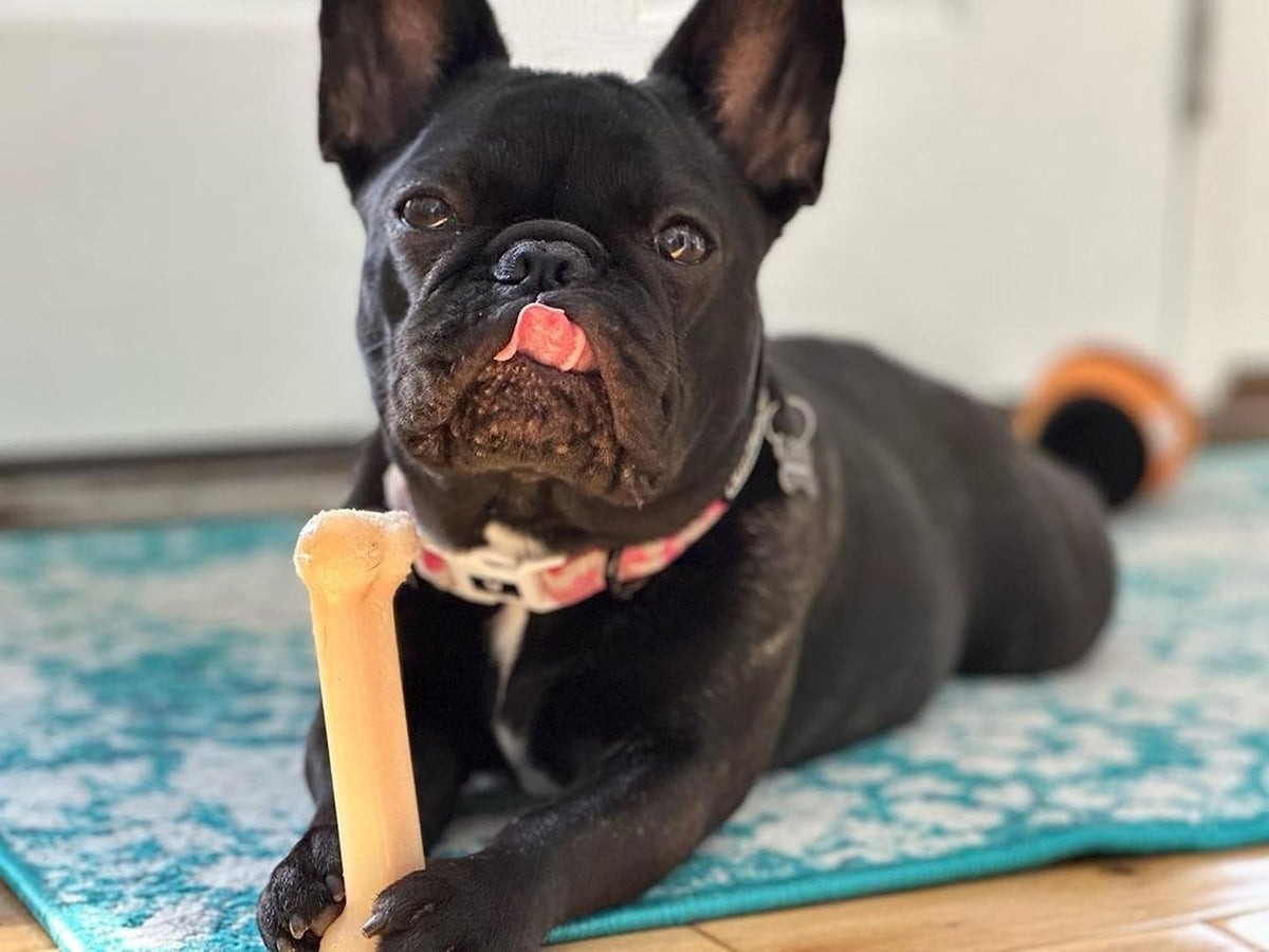 Nylabone Dura Chew Dog Bone - Original Flavor(Regular)