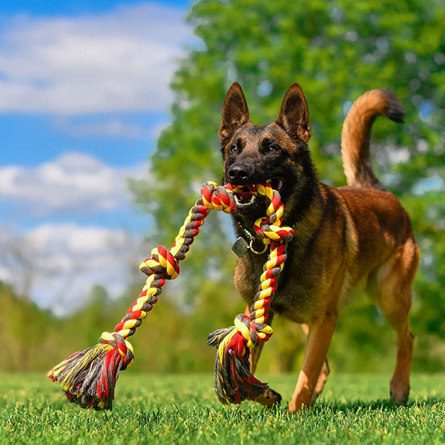 Flossy Chews Colored 5 Knot Tug Rope- Super X-Large (6' Long)