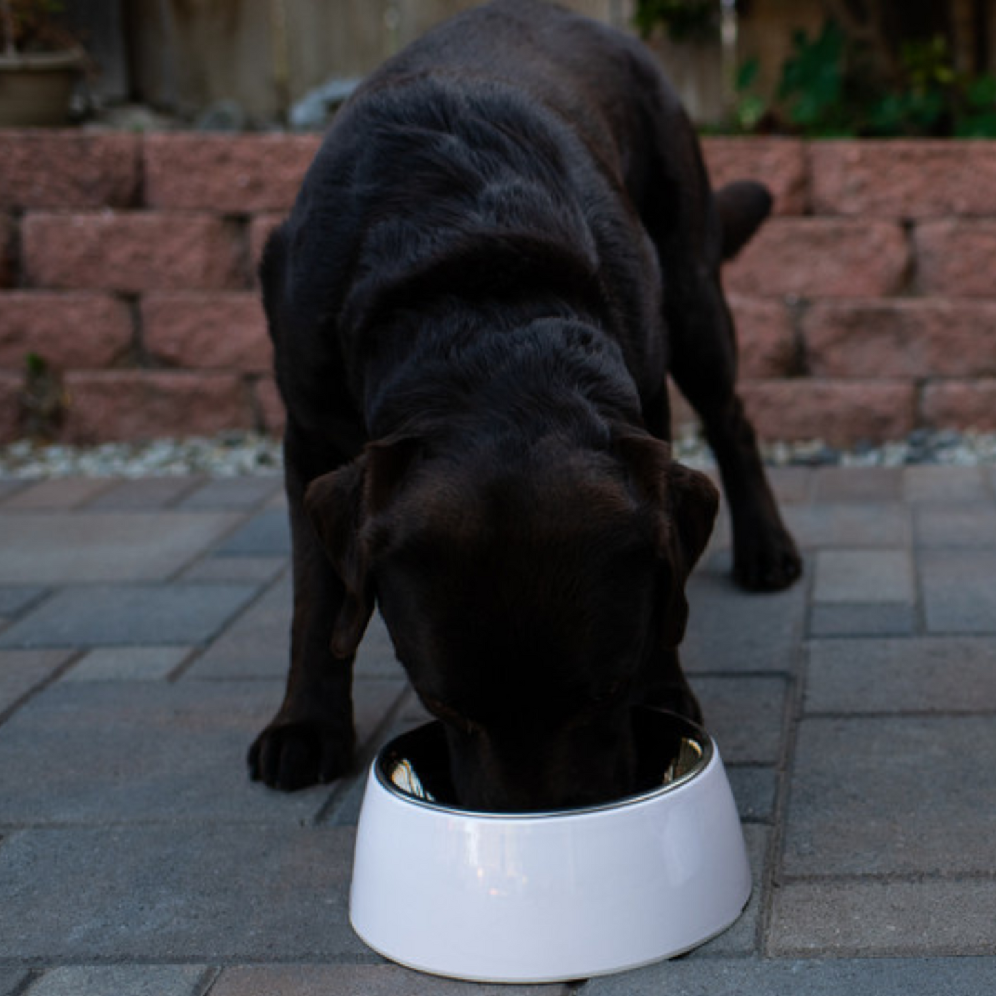 Loving Pets Hot Pink Retro Bowl- 400ml 1.69 Cup