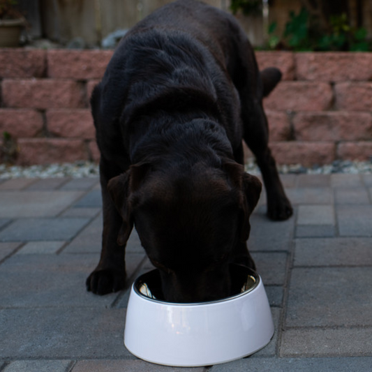 Loving Pets Hot Pink Retro Bowl- X-Small