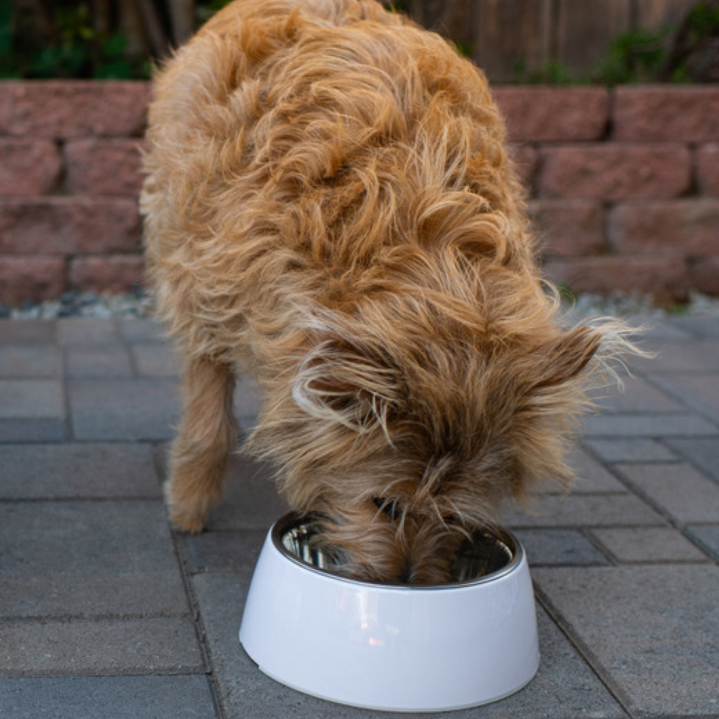 Loving Pets Ice White Retro Bowl - DS