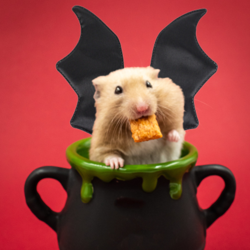 Midlee Guinea Pig Bat Wings Halloween Costume