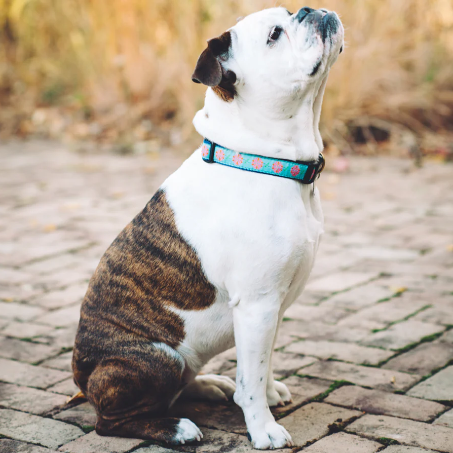 Up Country Dahlia Darling Dog Collar - X-Large