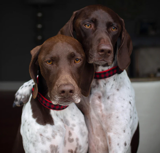 Up Country Red Buffalo Check Dog Collar, Medium