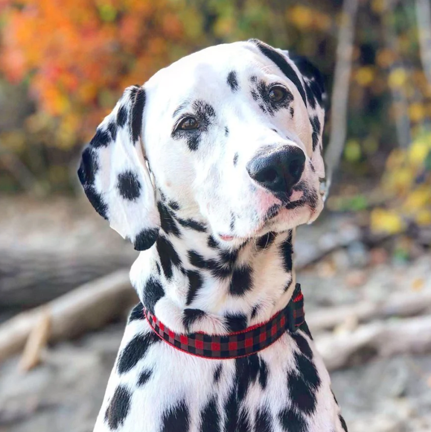 Up Country Red Buffalo Check Dog Collar, Medium
