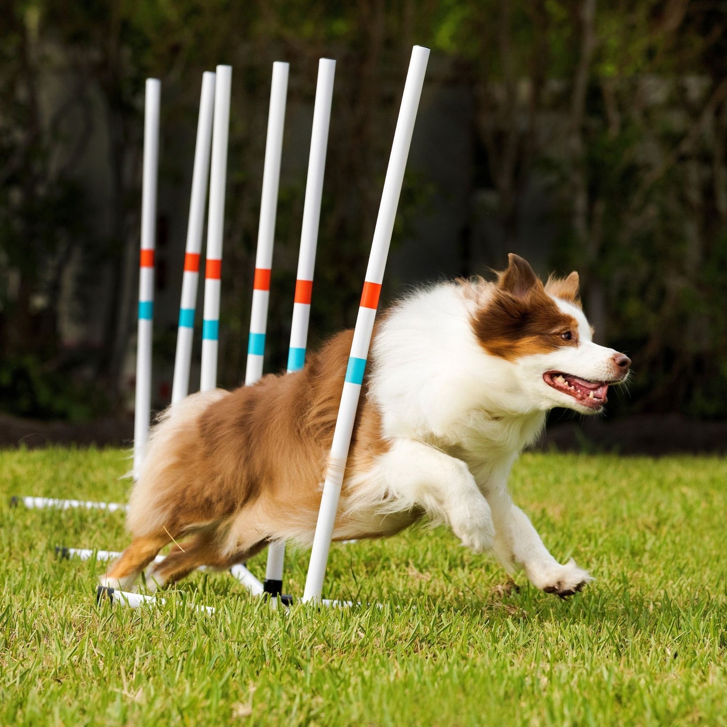 Midlee Dog Agility Weave Poles