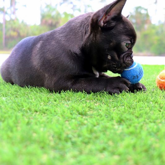 Midlee 1.5" Mini Dog Tennis Balls Bulk Set of 25 Assorted Colors