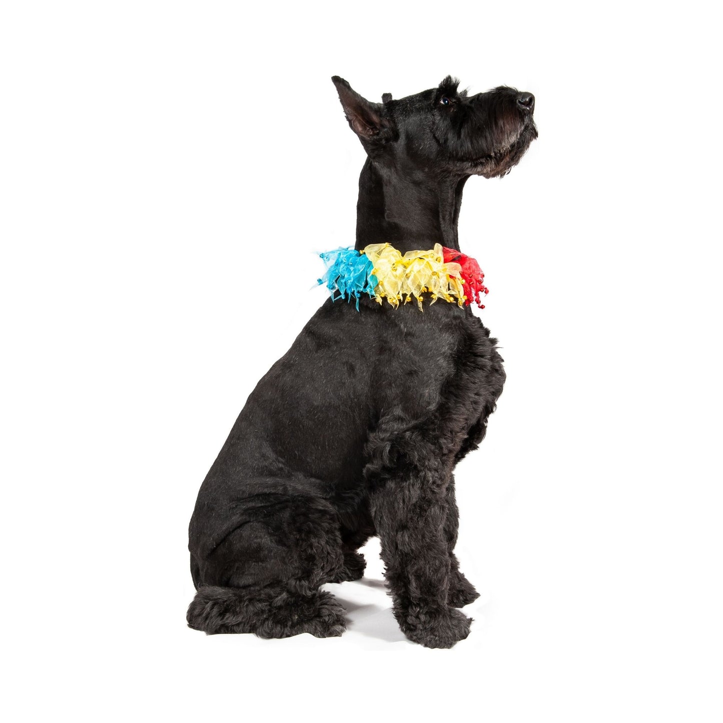 Midlee Rainbow Decorative Dog Collar