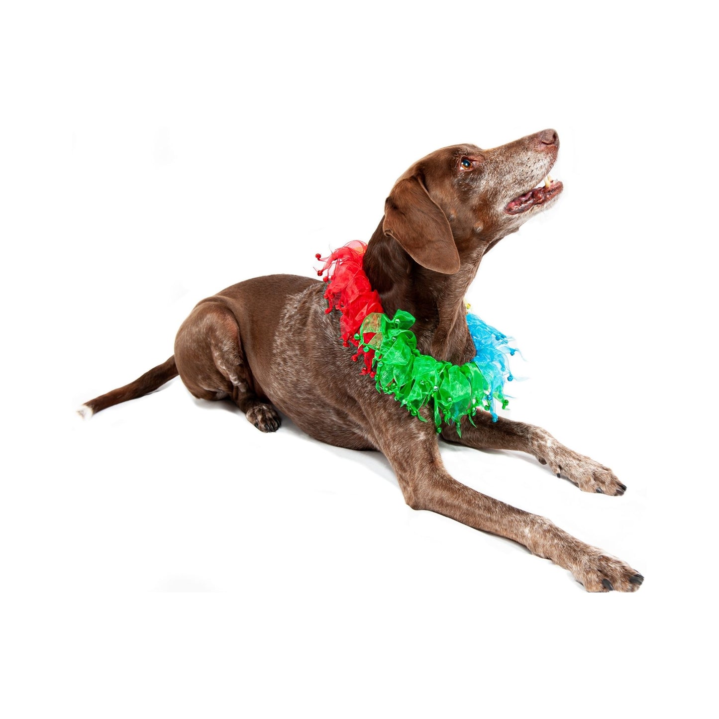 Midlee Rainbow Decorative Dog Collar