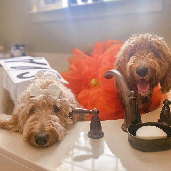 Midlee Bar of Soap Dog Costume