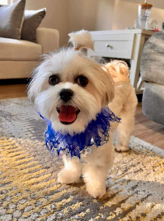 Midlee Hanukkah Star of David Decorative Dog Collar