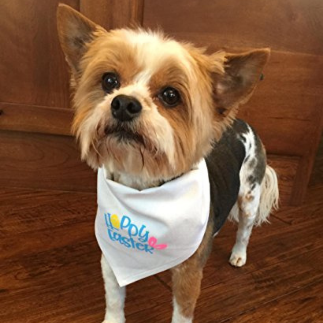 Midlee Hoppy Easter Dog Bandana