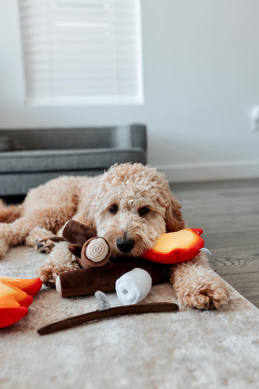 5 Easy Ways to Spoil Your Dog