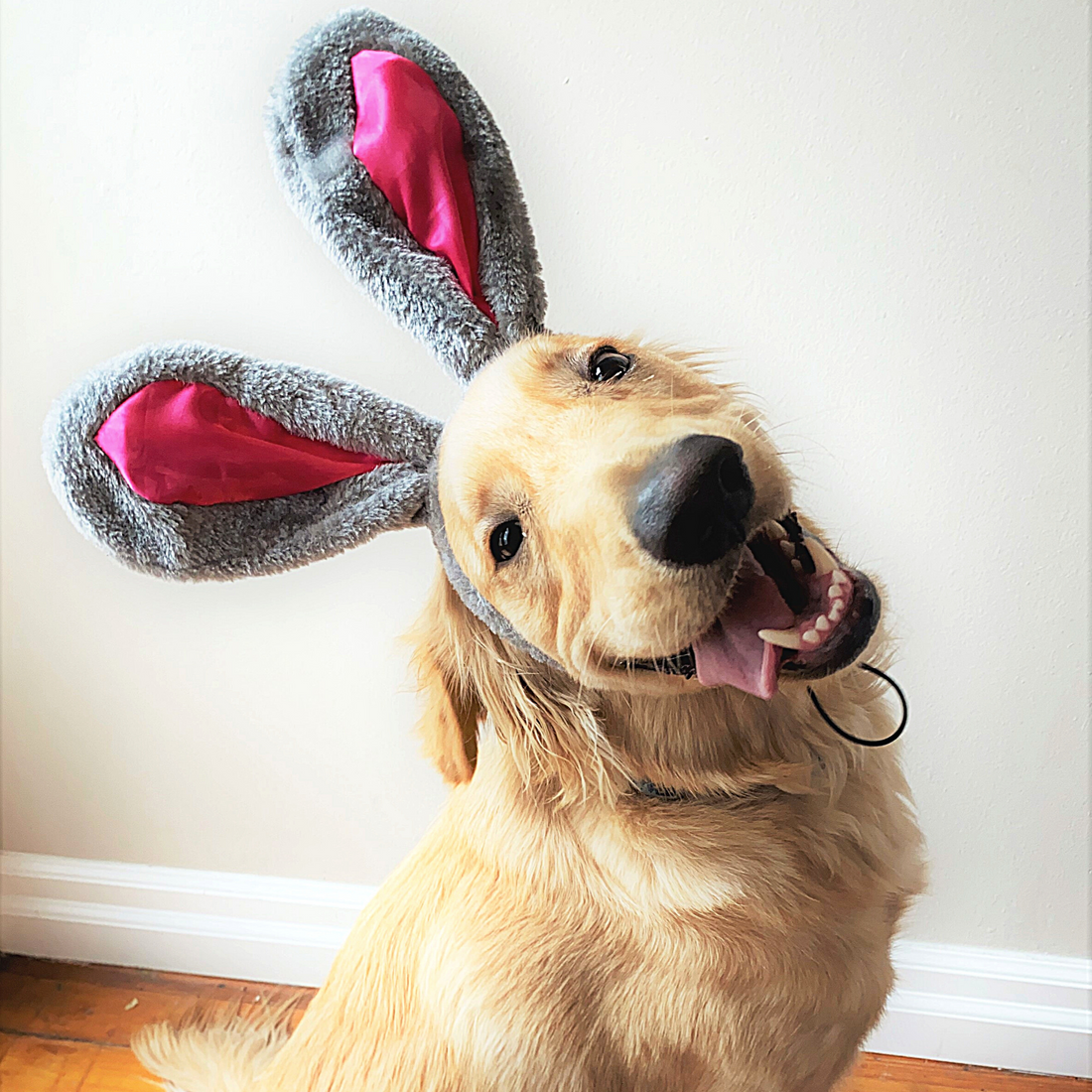 Activities for You & Your Dog this Easter!