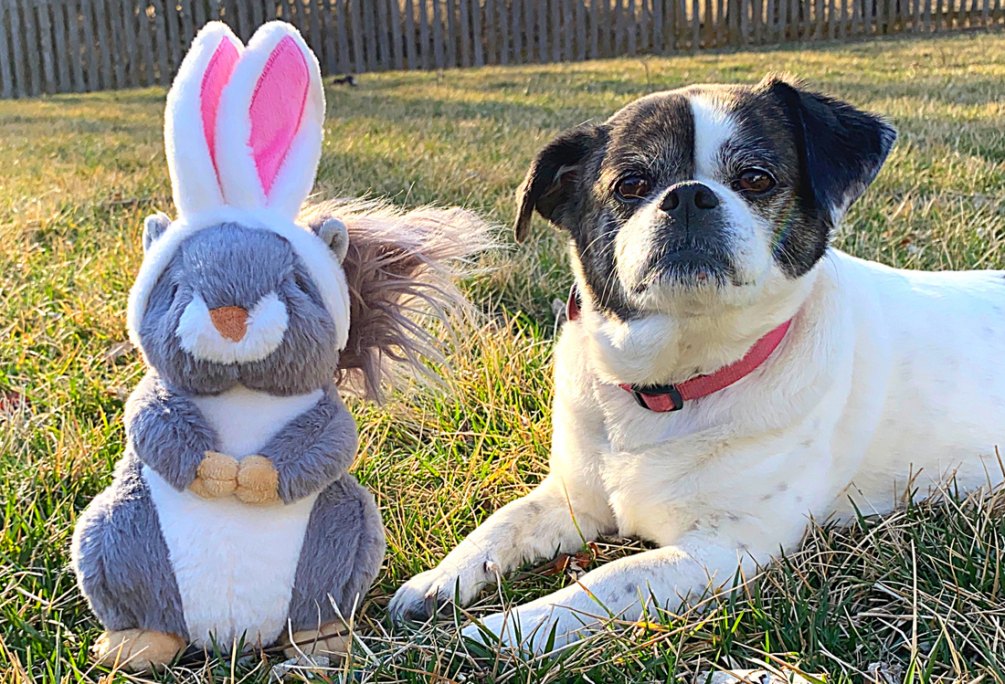 Keeping Your Pet Safe on Easter