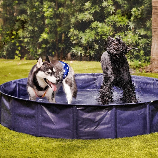 5 Ways to Keep Your Dog Cool this Summer!