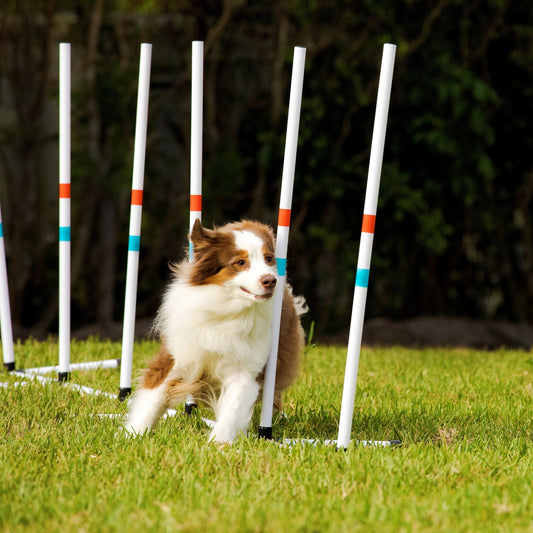 5 Reasons to Try Agility with your Dog!