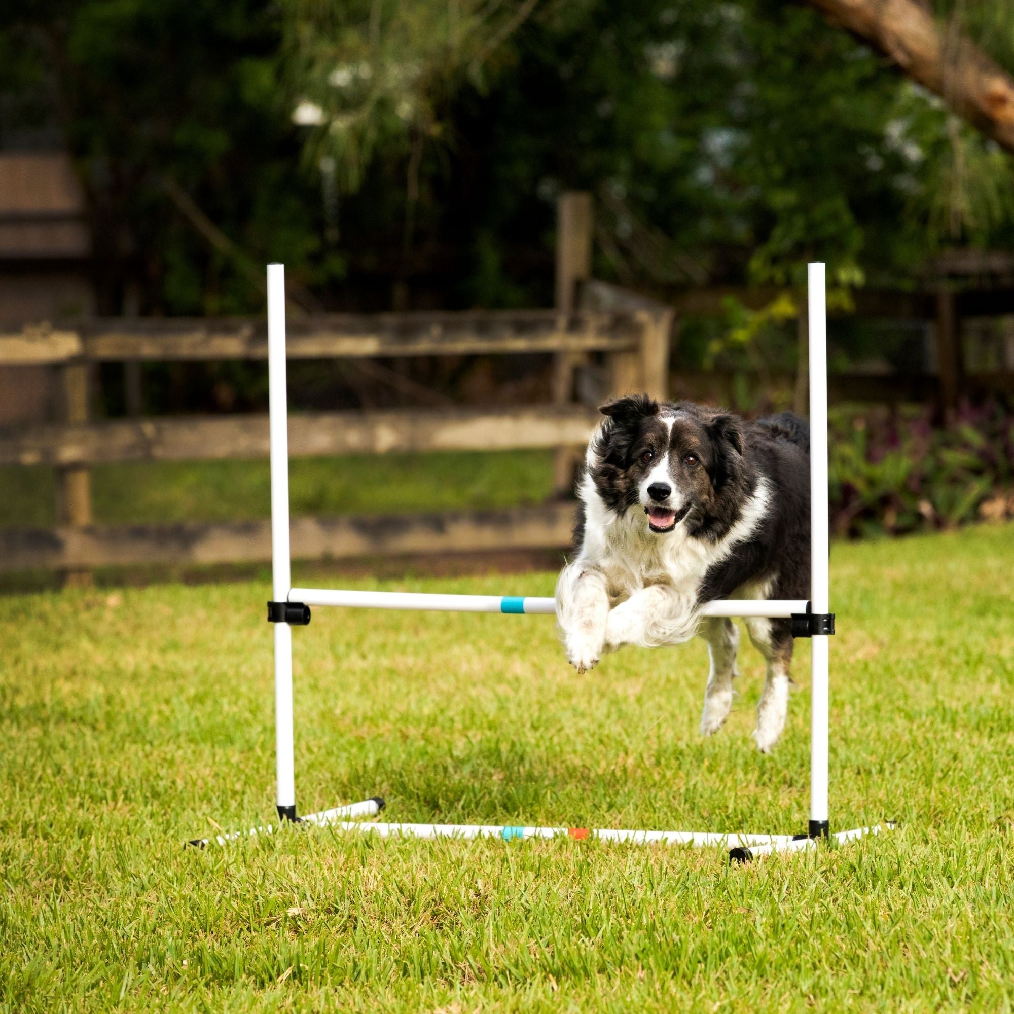 introducing-your-dog-to-agility-training-our-tips-midlee-designs