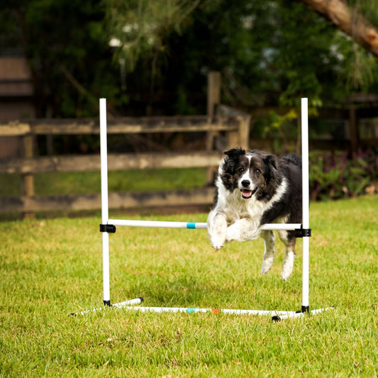Introducing Your Dog to Agility Training: Our Tips!