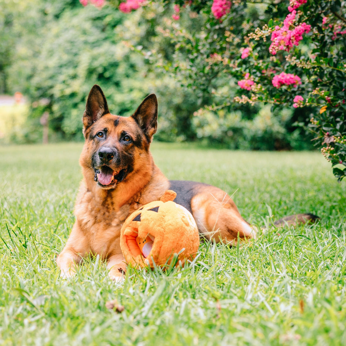 Why Choose Interactive Dog Toys?