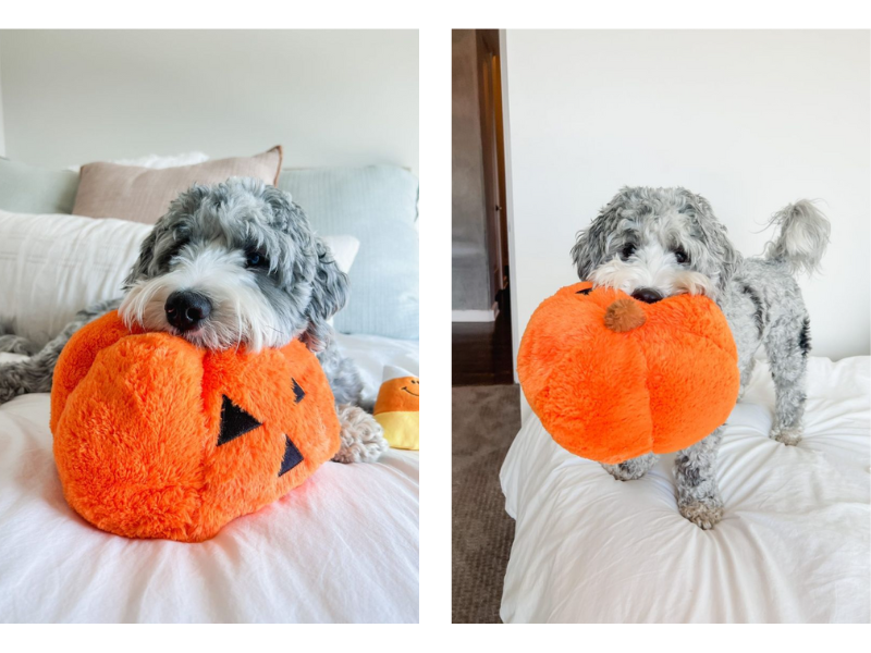 Keeping Your Pets Safe this Halloween
