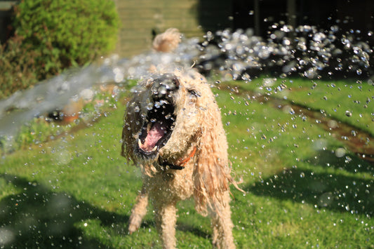 8 Things to Do with your Dog this Summer