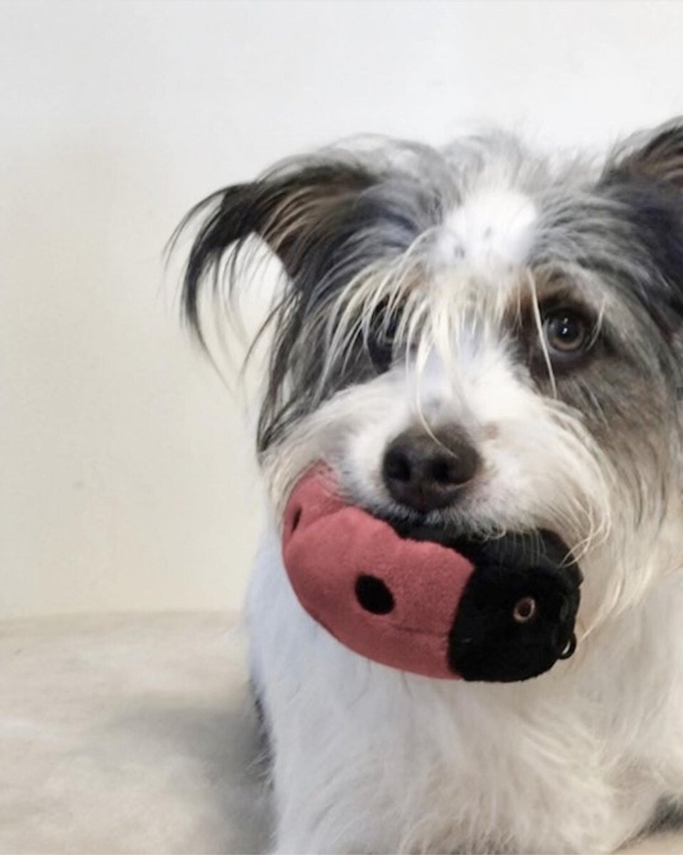 Fluff & Tuff Lady Bug Dog Toy