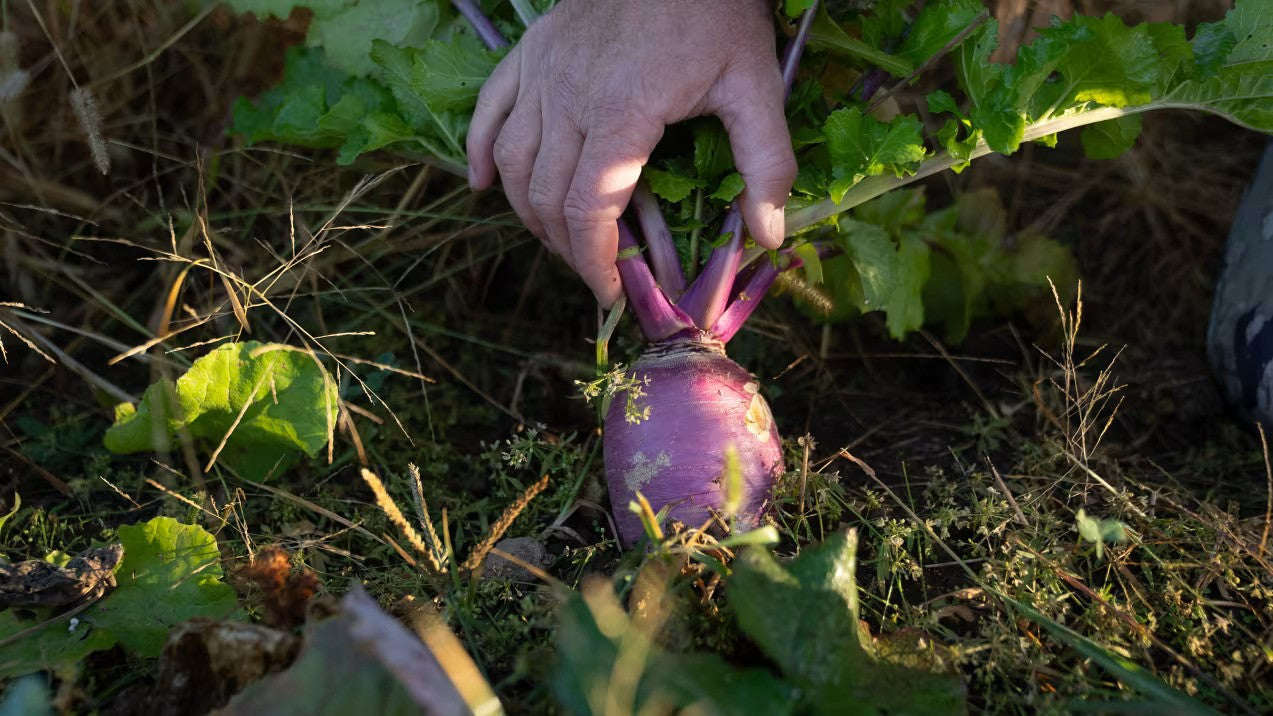 Big Tine Advantage Turnips Food Plot Mix - 3 LB (1/2 Acre)