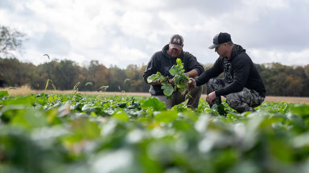 Big Tine Advantage Turnips Food Plot Mix - 3 LB (1/2 Acre)