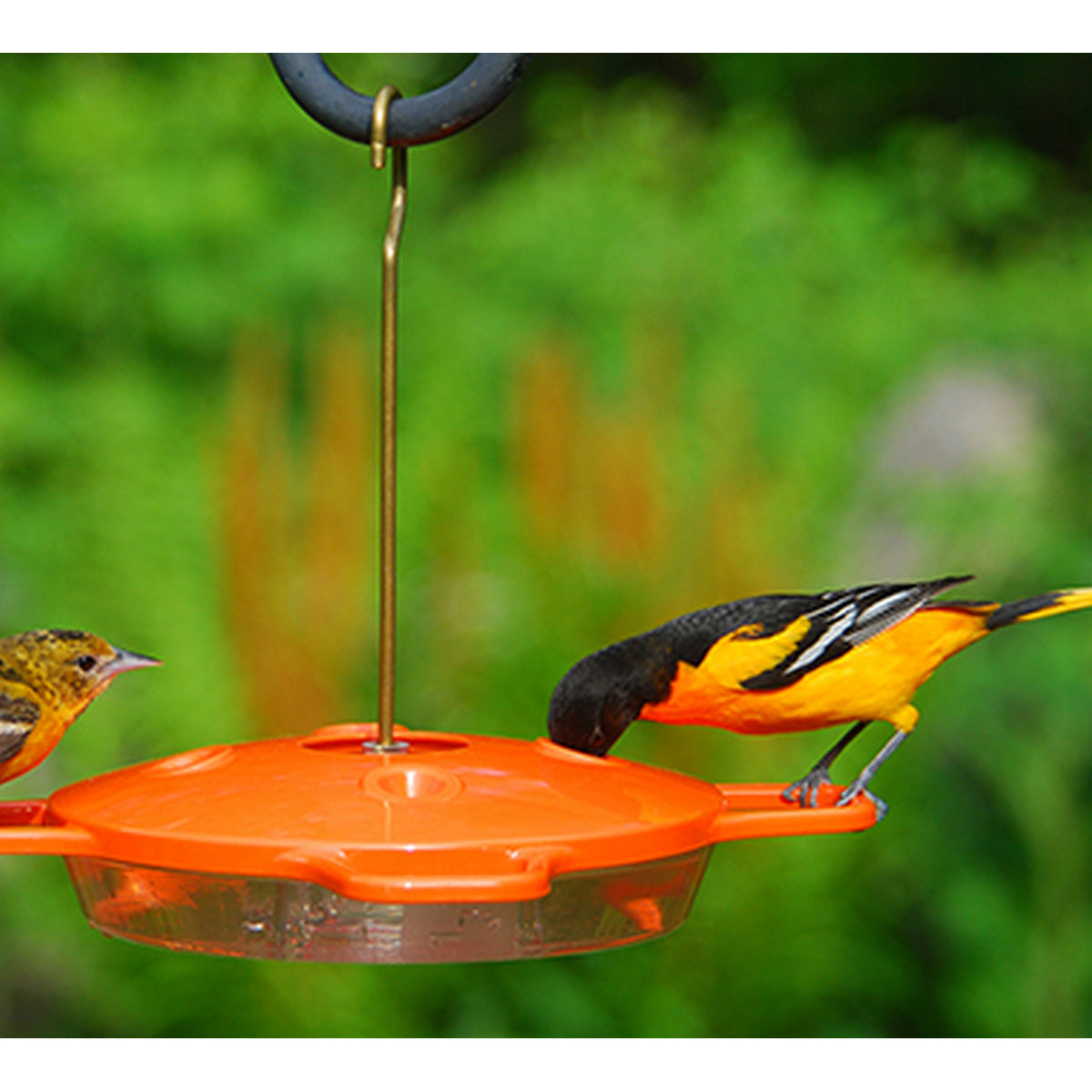 Aspects Orange Oriole Hanging Bird Feeder - 16 Ounce