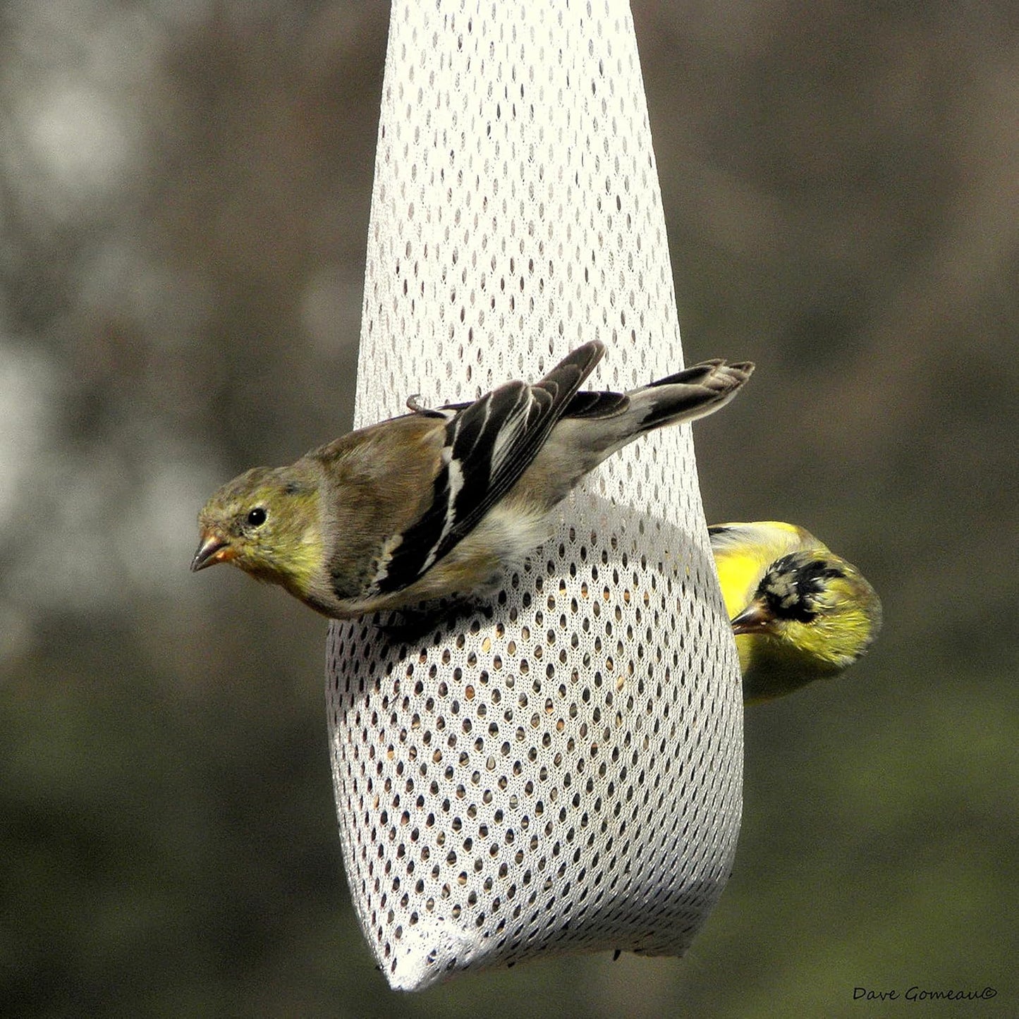 Heath Outdoor Products White Finch Sock With Header Card Bird Feeder - 25 Ounce