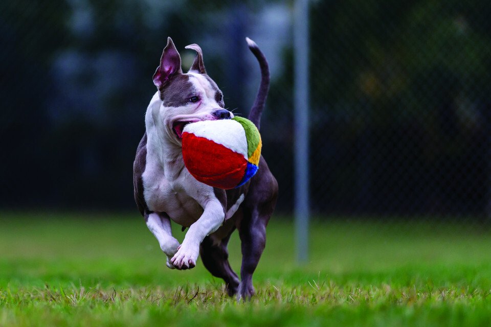 Fluff & Tuff Beach Ball Dog Toy - 7"