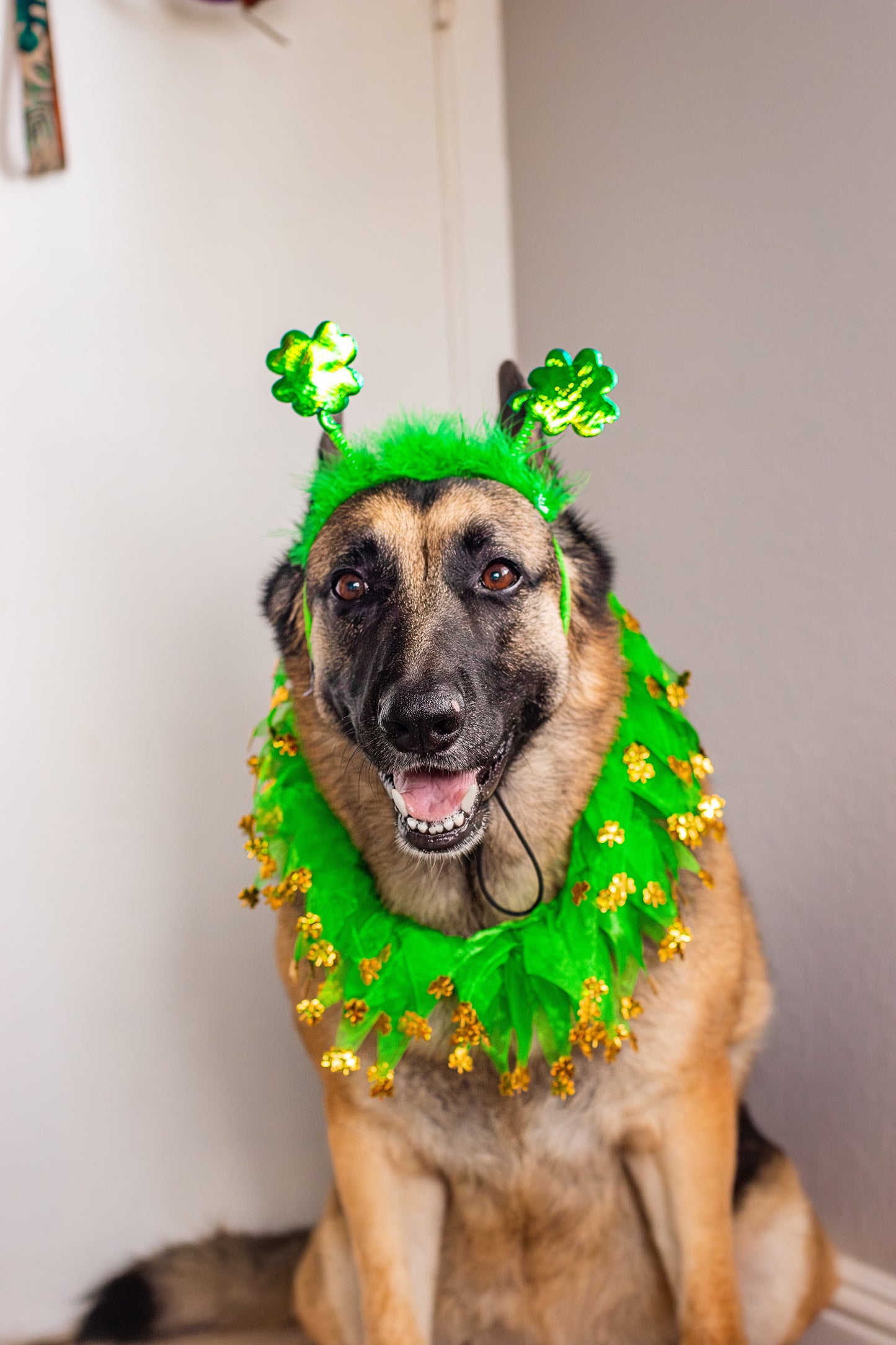 Midlee St. Patrick's Day Shamrock Decorative Dog Collar