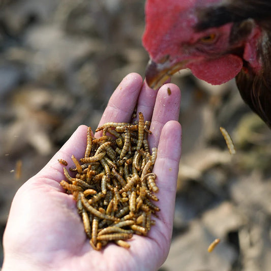 Happy Hen Treats Mealworm Frenzy - 30 Ounce