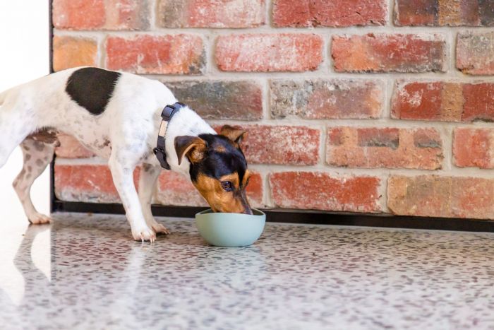 Fuzzyard Pet Silicone Dog Bowl, Non-Slip Bottom, Easy to Clean, Dishwasher Safe, Colorful Design (Myrtle Green, Medium)