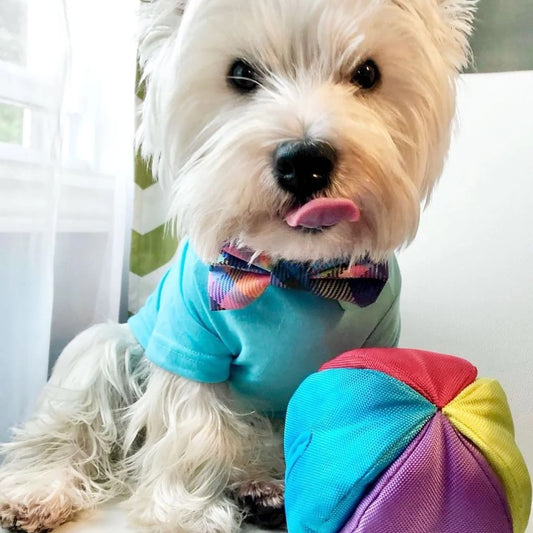 fouFIT Hide 'n Seek Ball Interactive Dog Toy