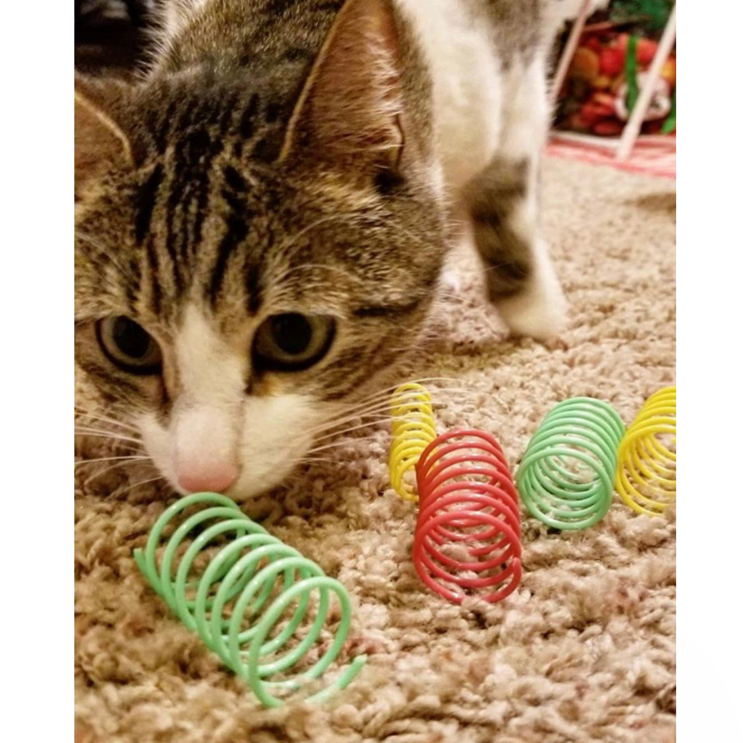 Spot Wide & Colorful Springs Cat Toy - 10 Pack