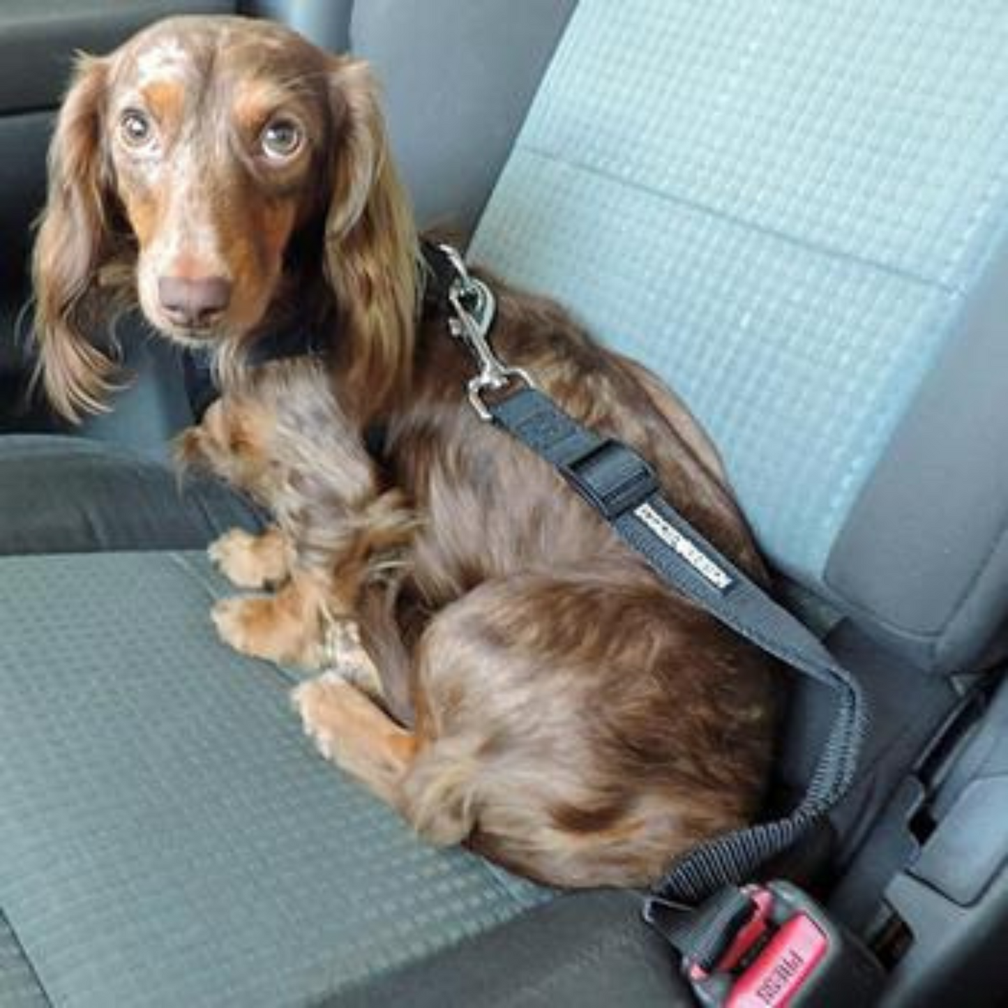 Doggie Design Dog Seat Belt Leash Strap
