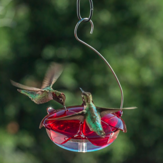 Droll Yankees Ruby/Clear The Ruby Sipper Window Mount Hummingbird Feeder - 5 Oz