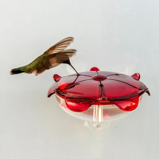 Droll Yankees Ruby/Clear The Ruby Sipper Window Mount Hummingbird Feeder - 5 Oz