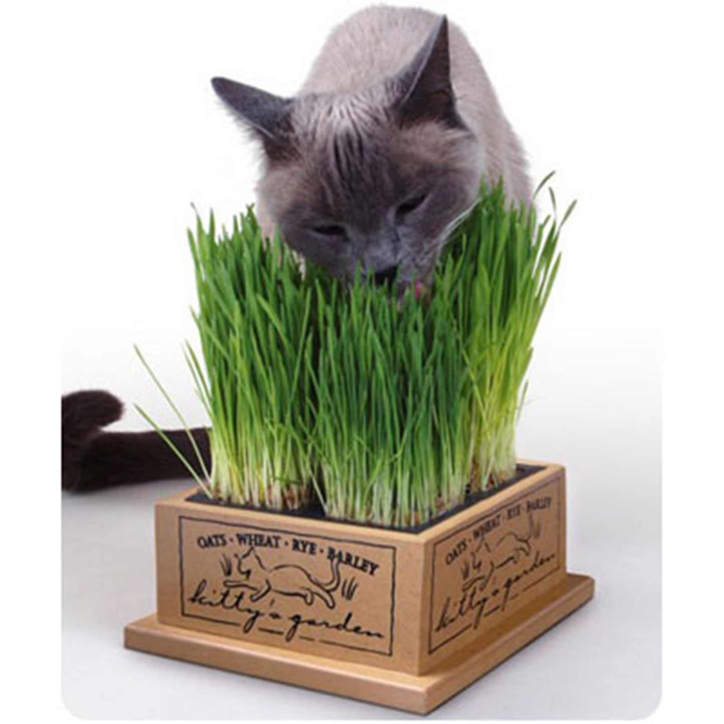 Pioneer Pet SmartCat Kitty's Garden Edible Grass Planter