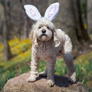 Midlee White Bunny Ears for Dogs with Tail
