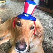 Midlee Uncle Sam 4th of July Hat for Large Dogs Headband- Captain Halloween Costume