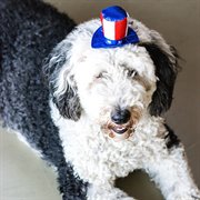 Midlee Uncle Sam 4th of July Hat for Large Dogs Headband- Captain Halloween Costume
