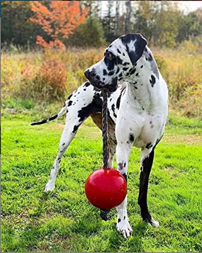 Jolly Pets Romp-n-Roll Rope and Ball Dog Toy, 8 Inches/Large, Red