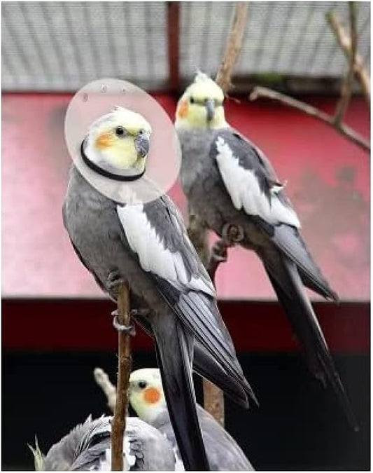 KVP SAF-T-SHIELD E-Collars for Birds 6" Diameter (2" - 2.75")